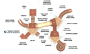 Base-X