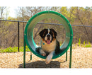 Intermediate Dog Park Course